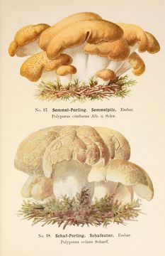 Image of Forest lamb