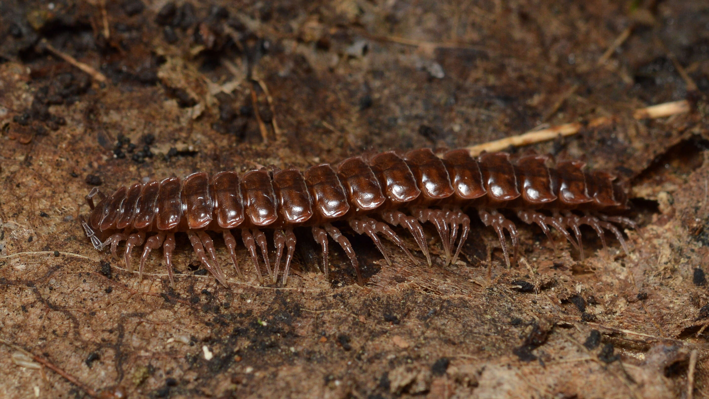 Image of Pseudopolydesmus