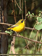 Image of Golden Bush Robin