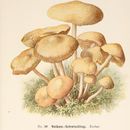 Image of Fairy Ring Mushroom