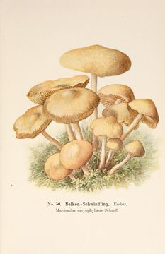 Image of Fairy Ring Mushroom
