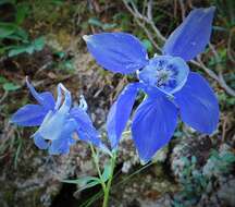 Image of Alpine Columbine