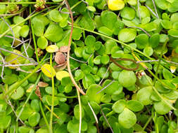 Image of Ranunculus acaulis Banks & Soland.