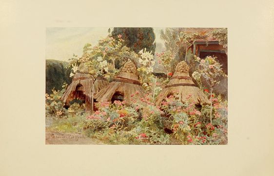 Image of Valerians