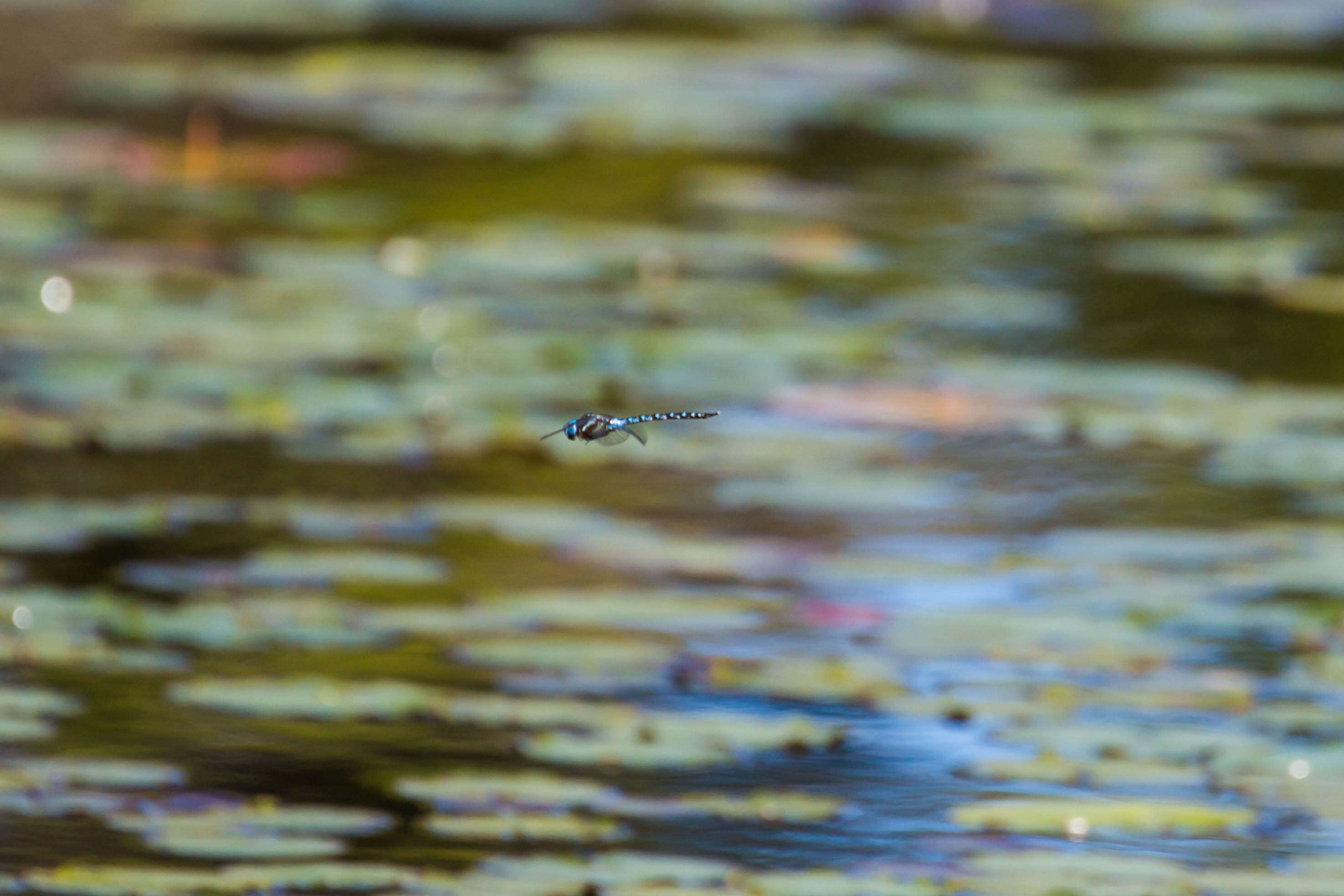 Image of hawker dragonfly