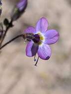 Image of Nevada gilia