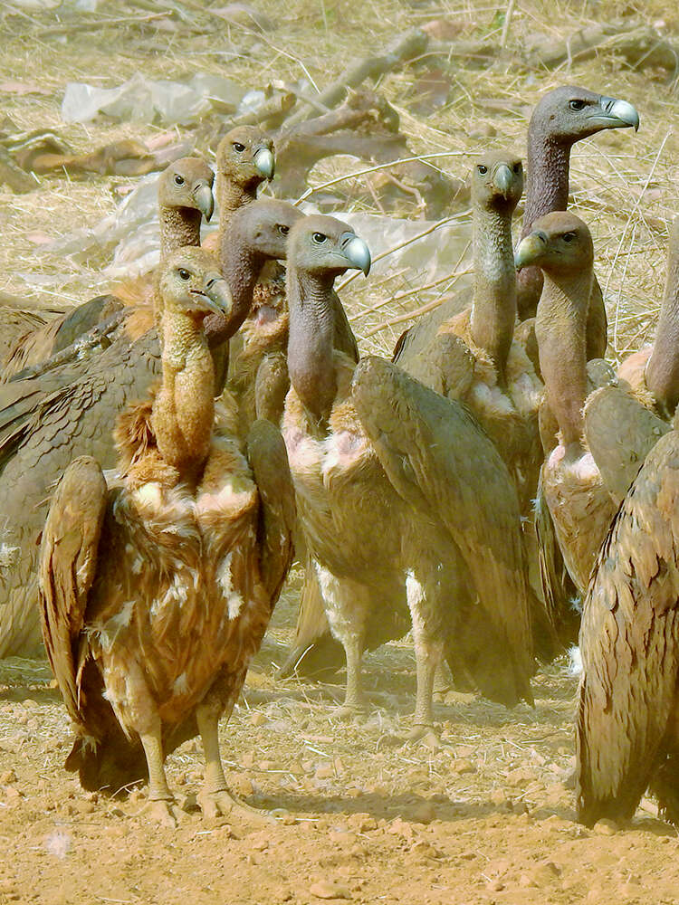 Image of Asian White-backed Vulture