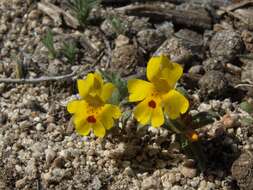 Image of Carson Valley monkeyflower