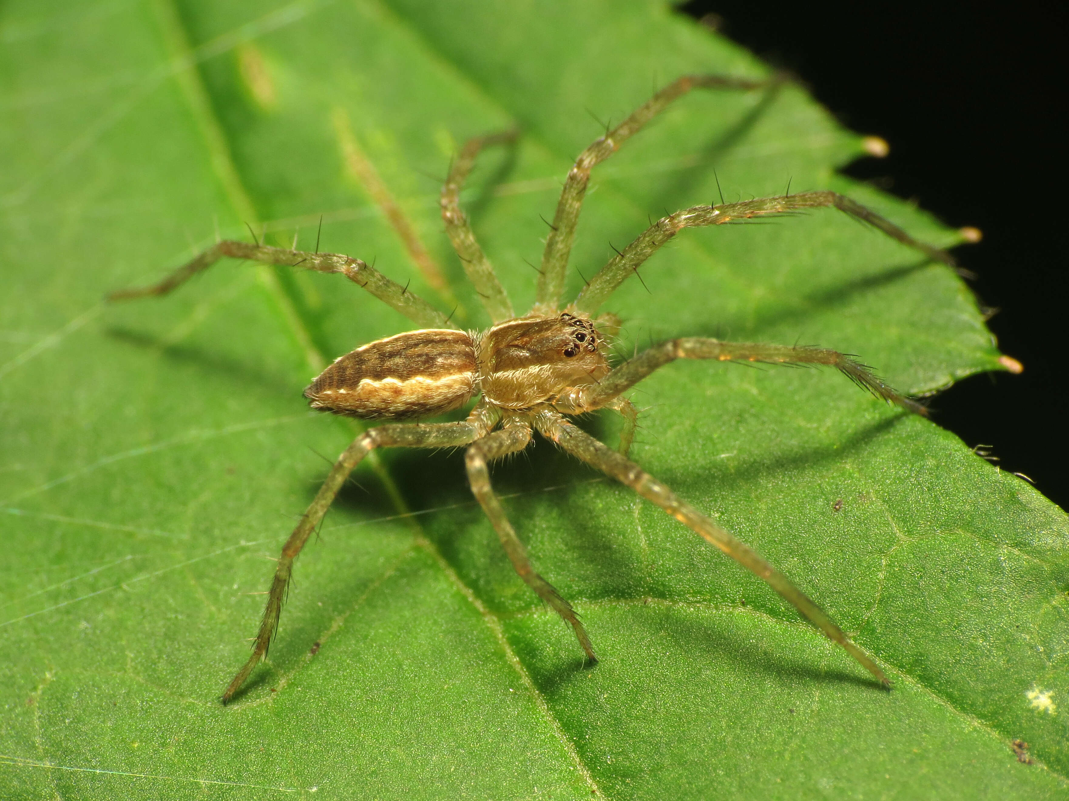 Image of Nursery Web Spider