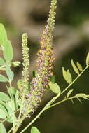 Amorpha fruticosa L. resmi