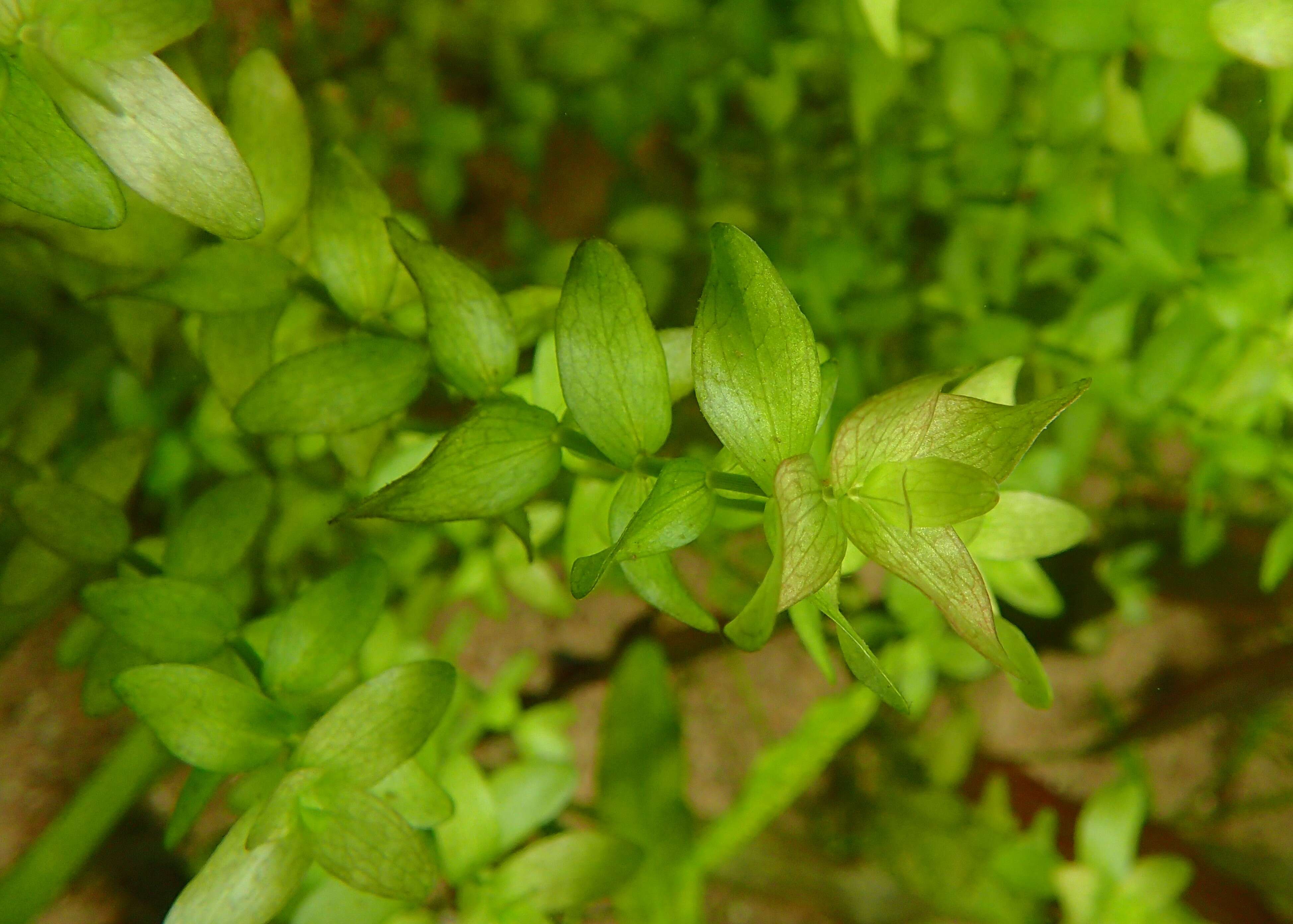 Image of blue waterhyssop