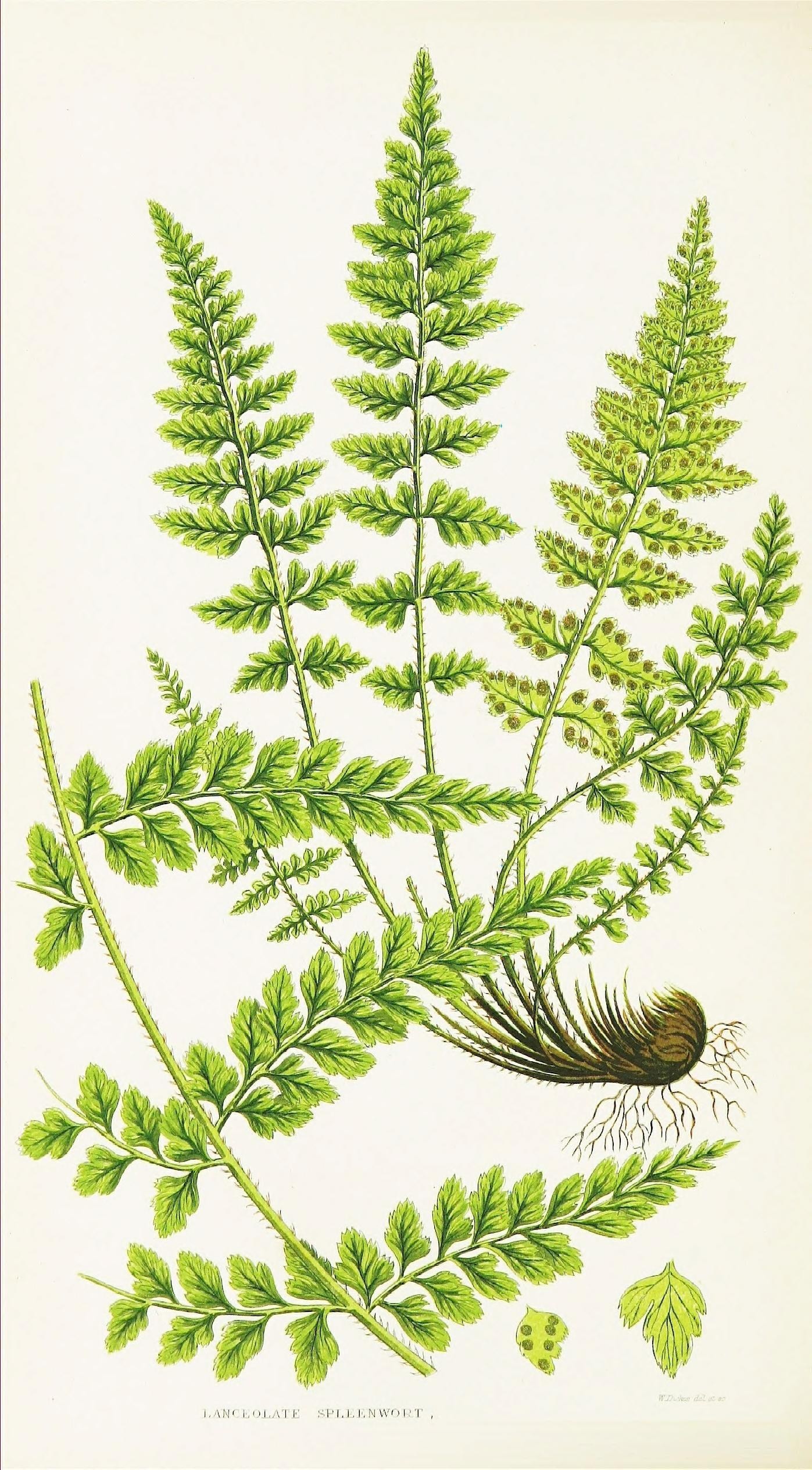 Asplenium sulcatum (rights holder: Biodiversity Heritage Library)