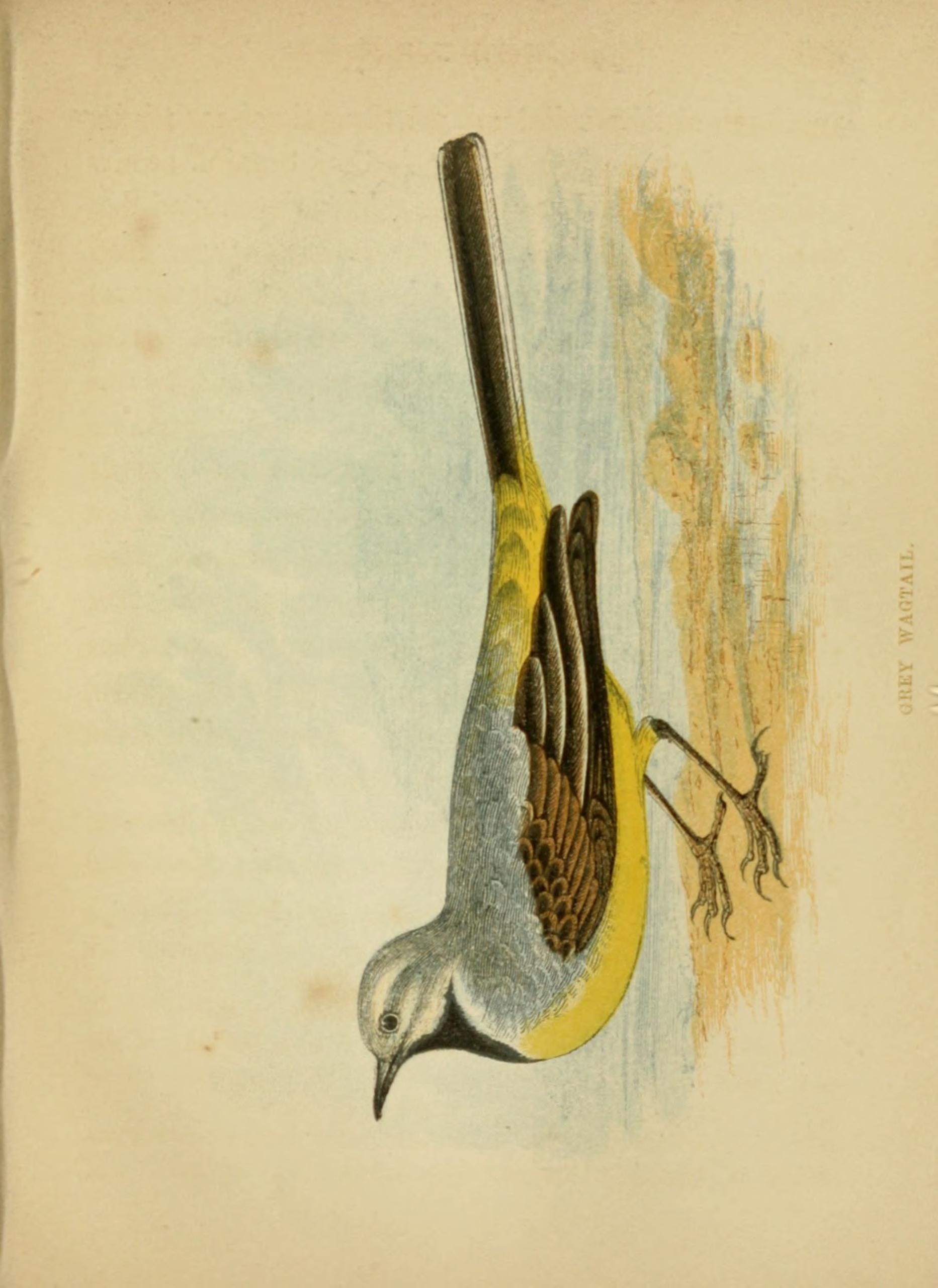 Image of Gray wagtail