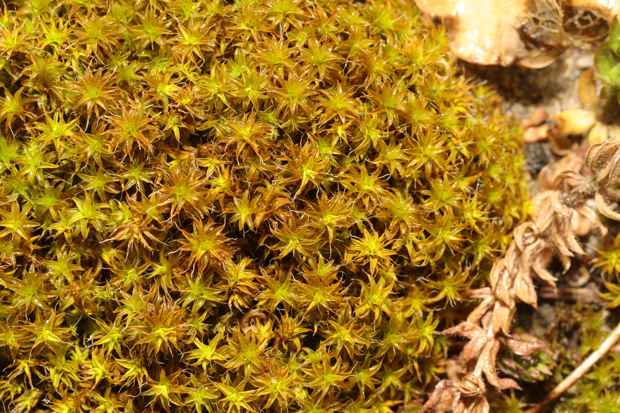 صورة Syntrichia ruralis Weber & D. Mohr 1803