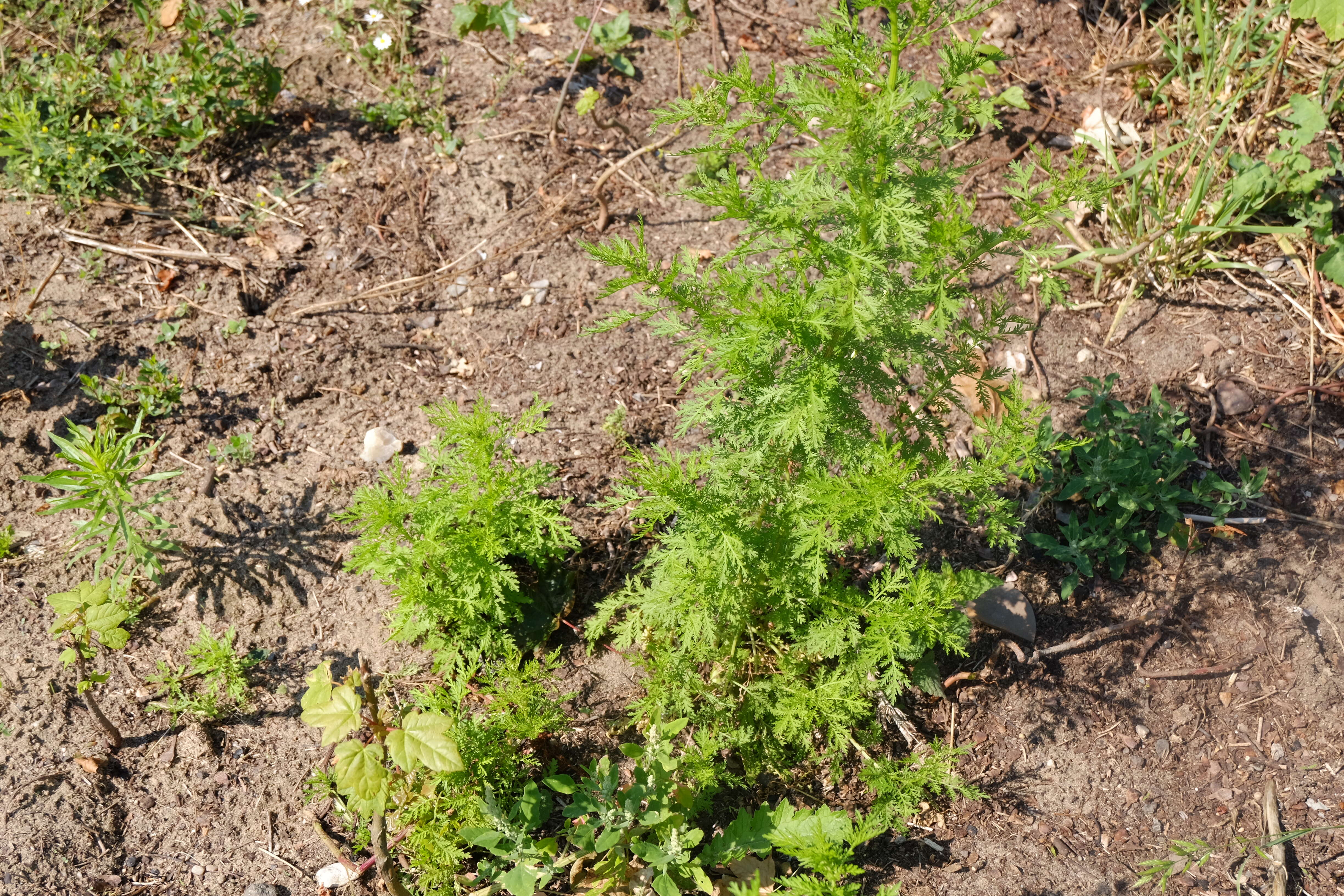 Image of sweet sagewort