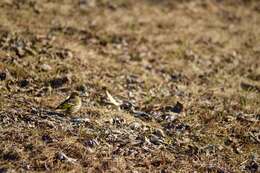 Image of Pine Siskin