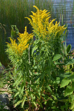 Image of Western Canada Goldenrod