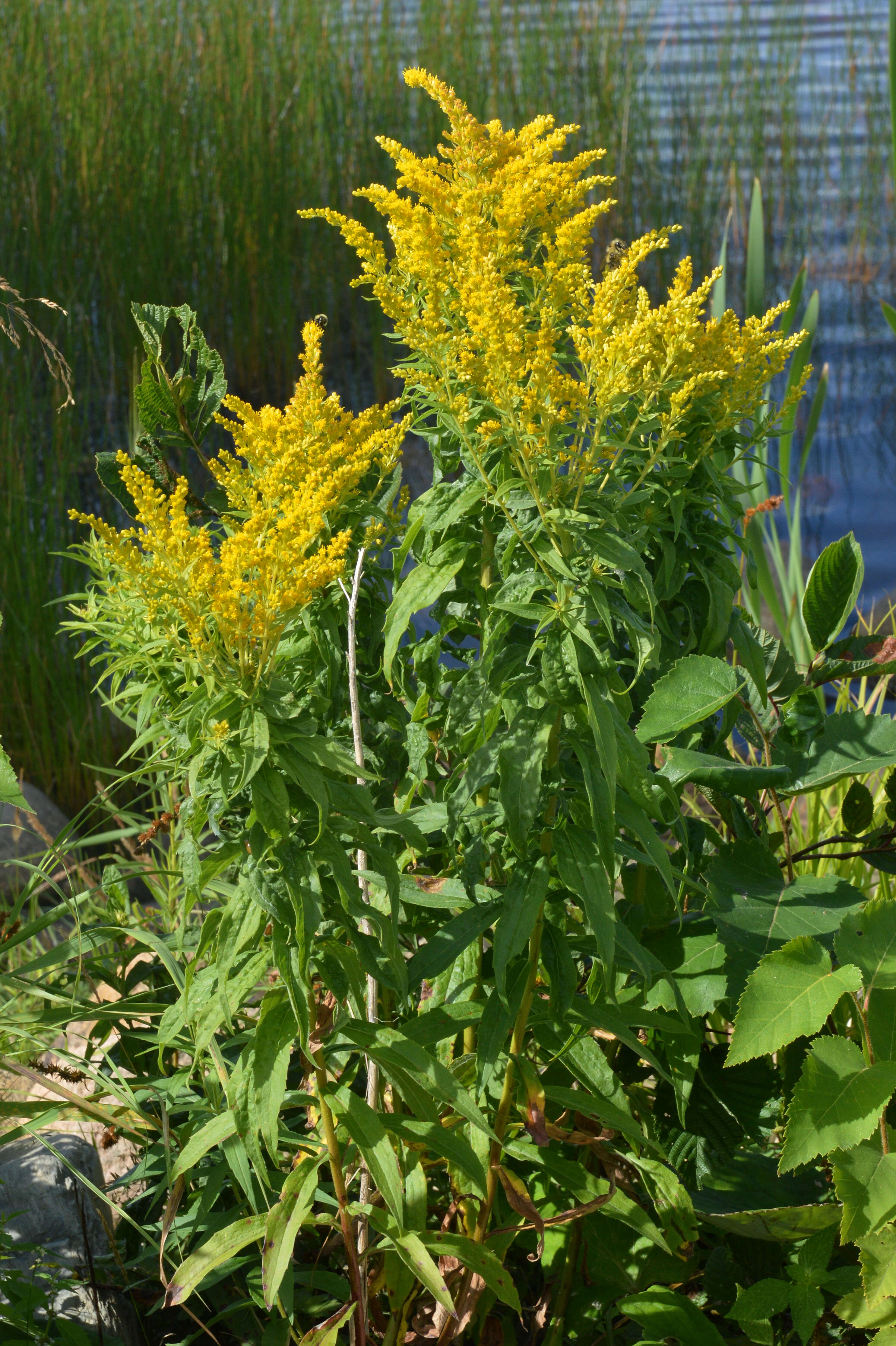 Image of Western Canada Goldenrod