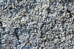 Image of Blue-gray rosette lichen