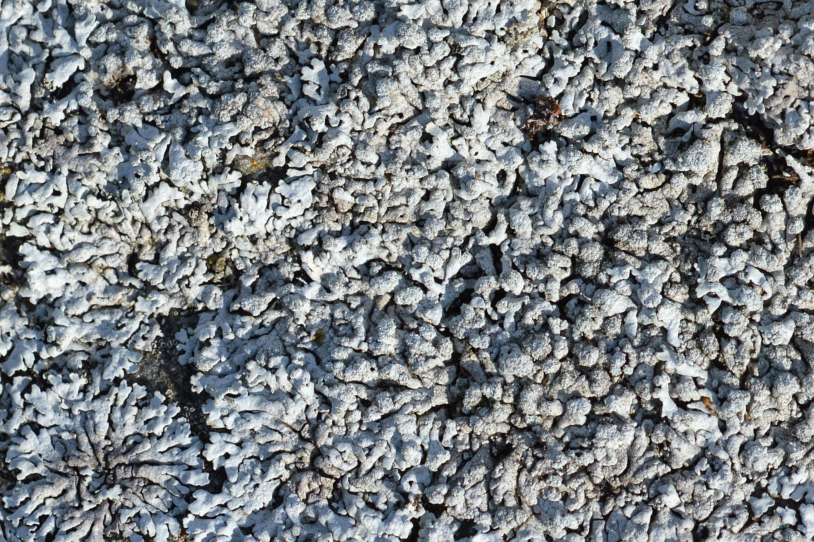 Image of Blue-gray rosette lichen