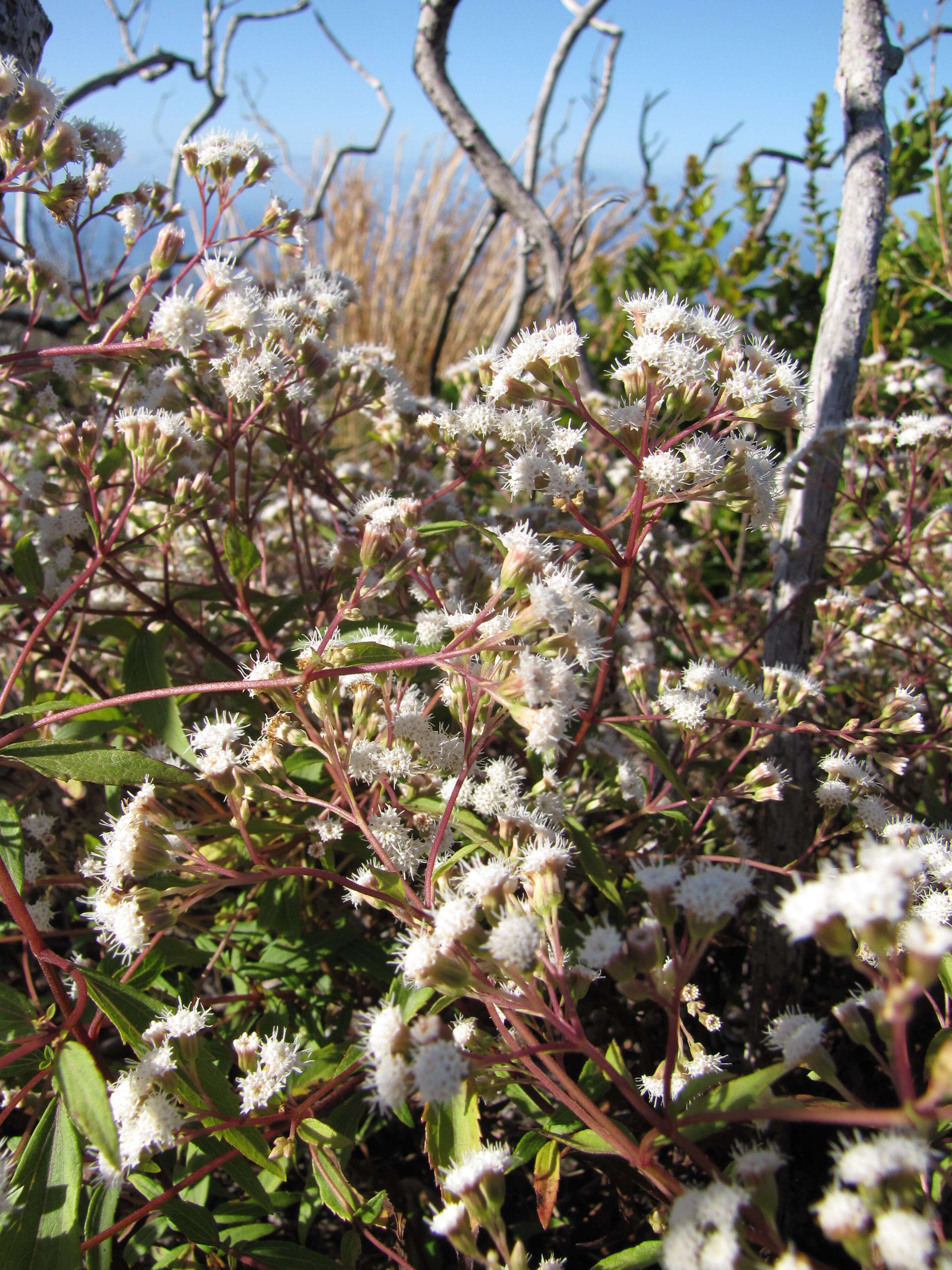 صورة Ageratina riparia (Regel) R. King & H. Rob.