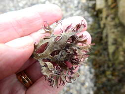 Image of Hairy bryozoan