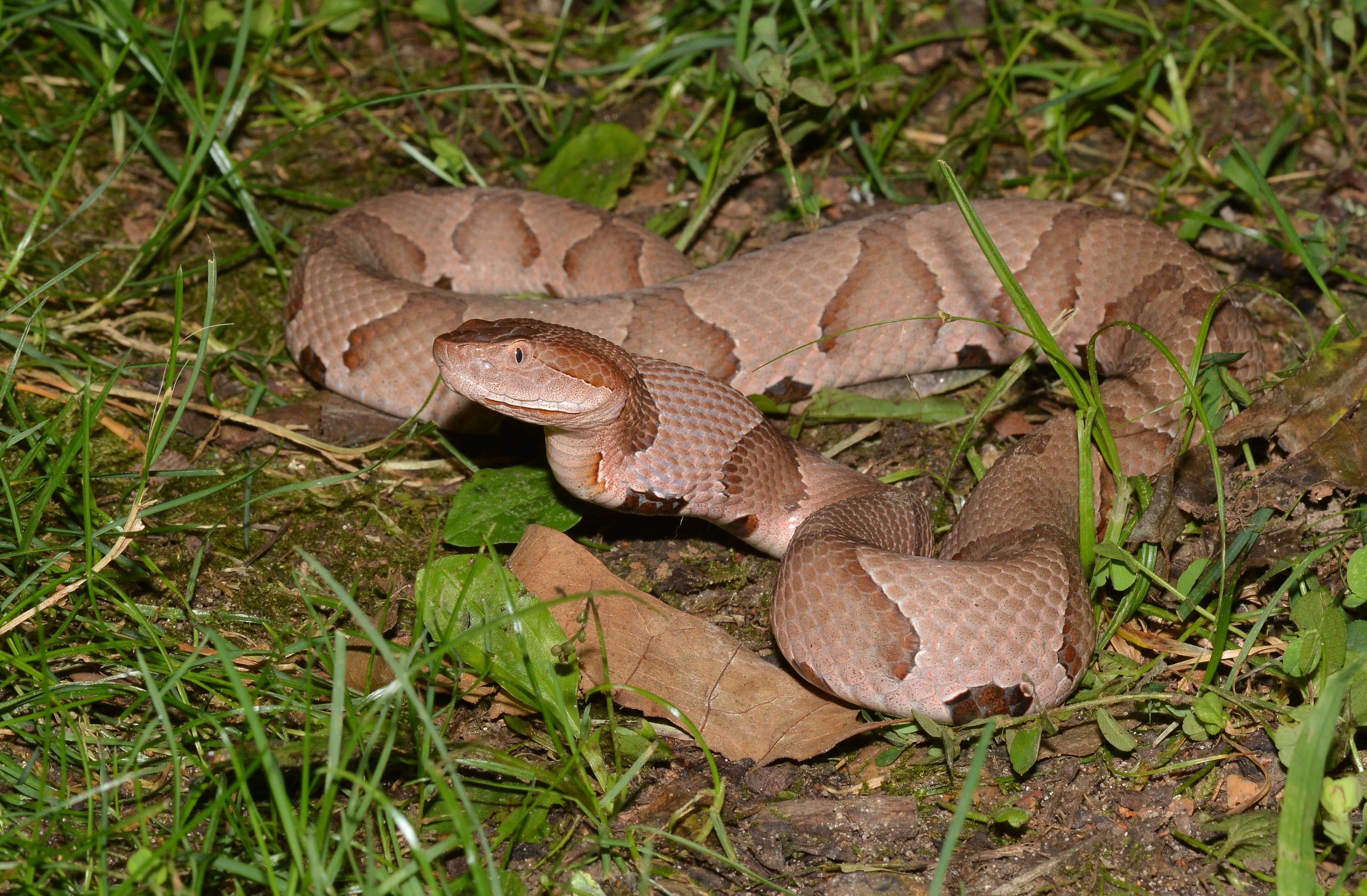 Image of Copperhead