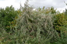 Image of Russian olive