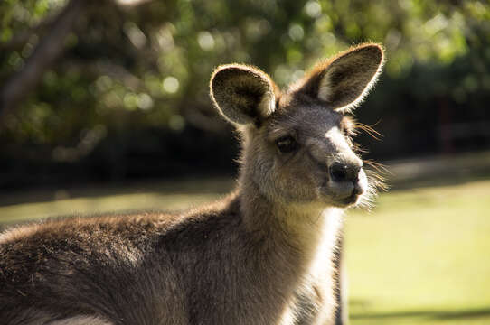 Image of kangaroo