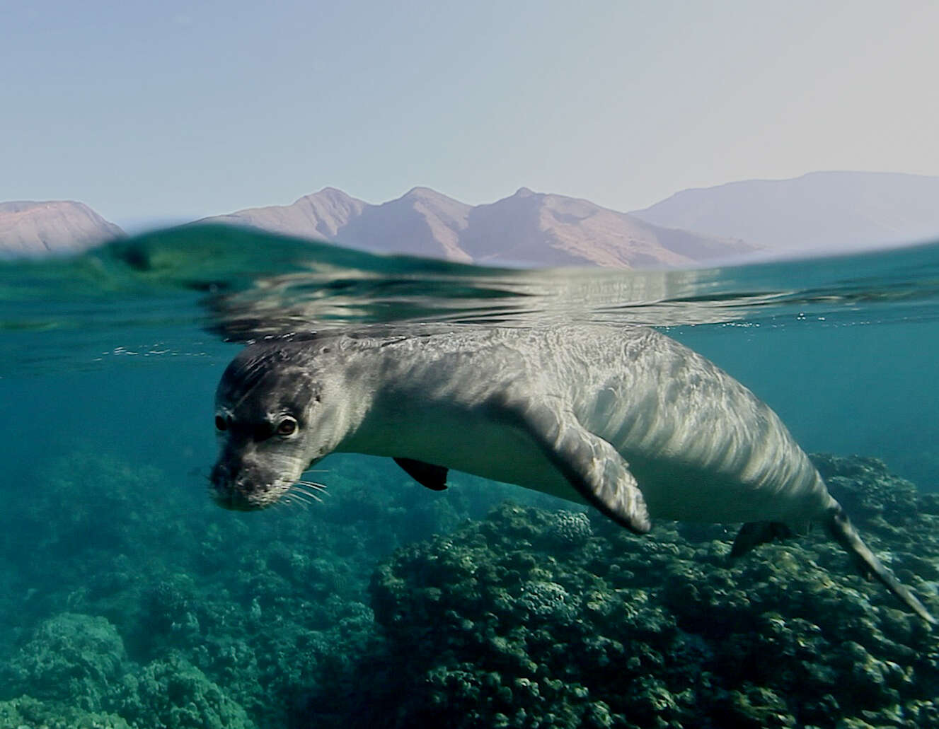 Image of Hawaiian Monk Seal