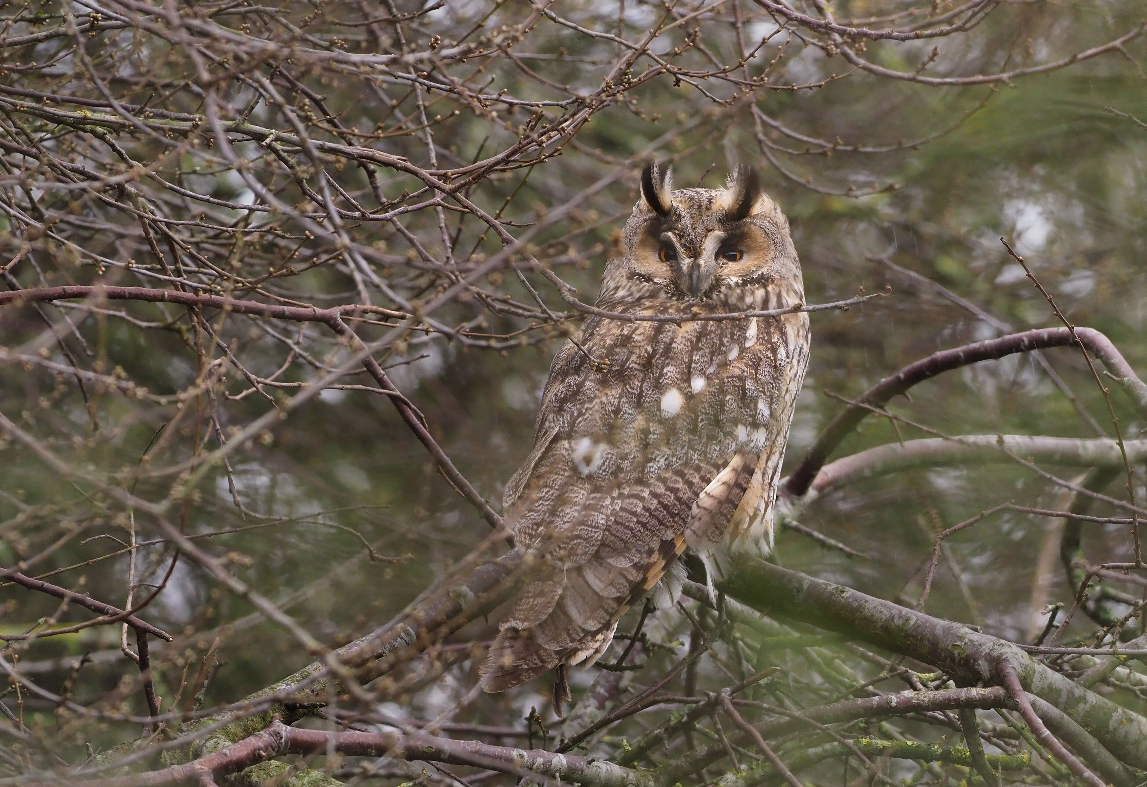 Image of Long-eared Owl