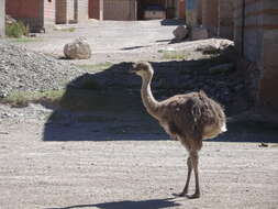 Image of Lesser Rhea