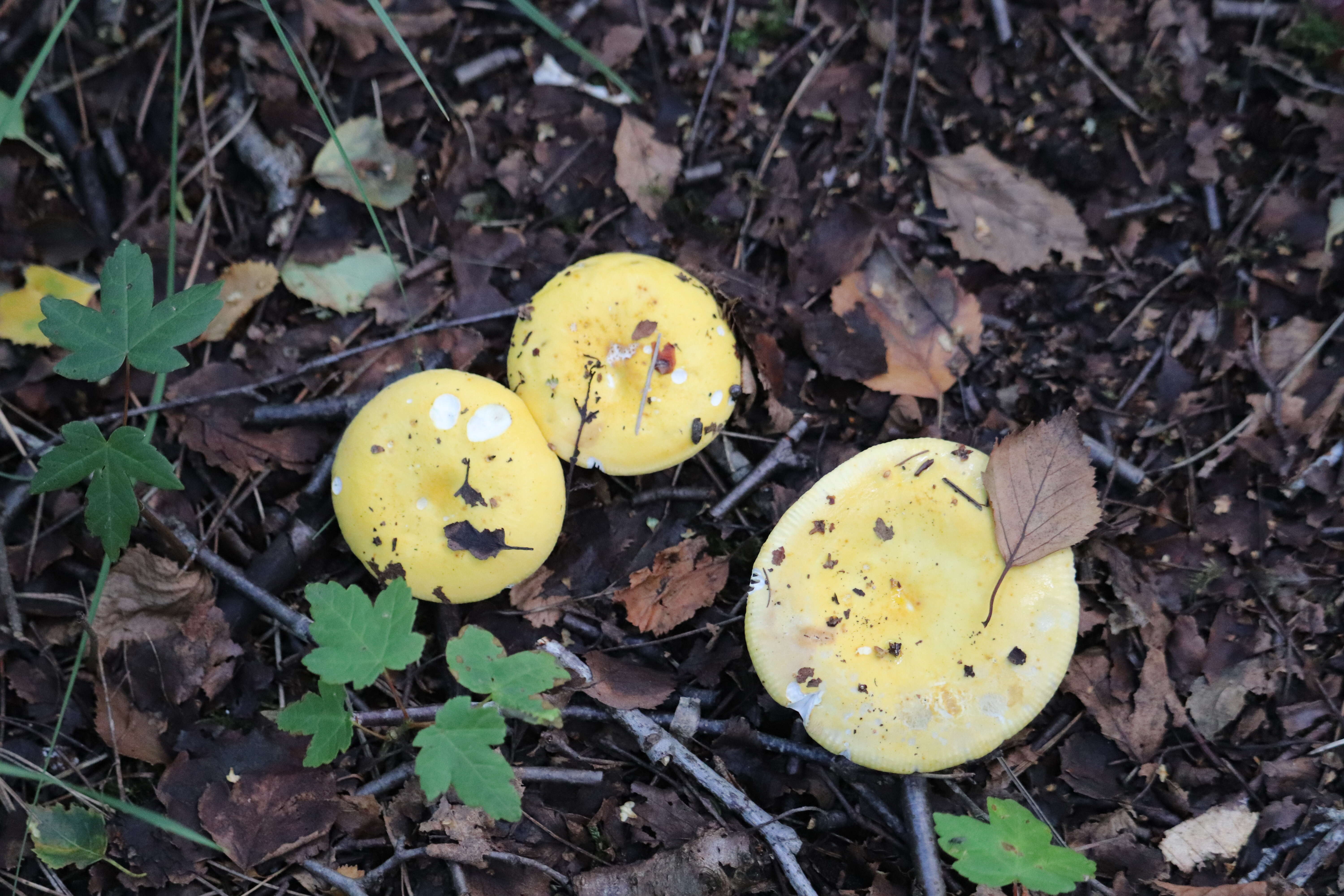 Image of yellow swamp brittlegill