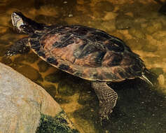 صورة Trachemys scripta scripta (Schoepff 1792)