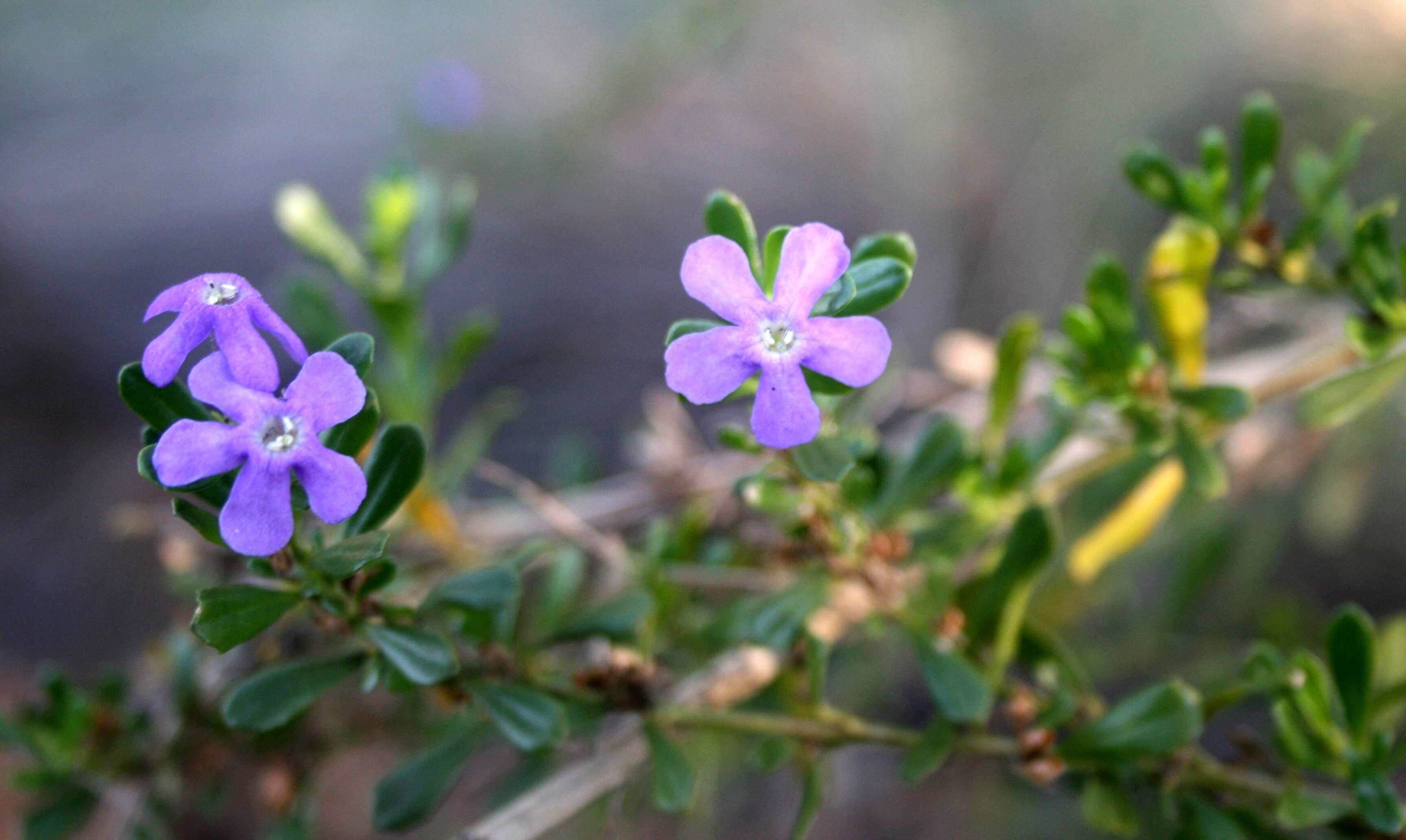 Image of Mauve freylinia