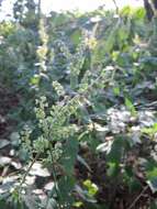 Слика од Teucrium scorodonia L.