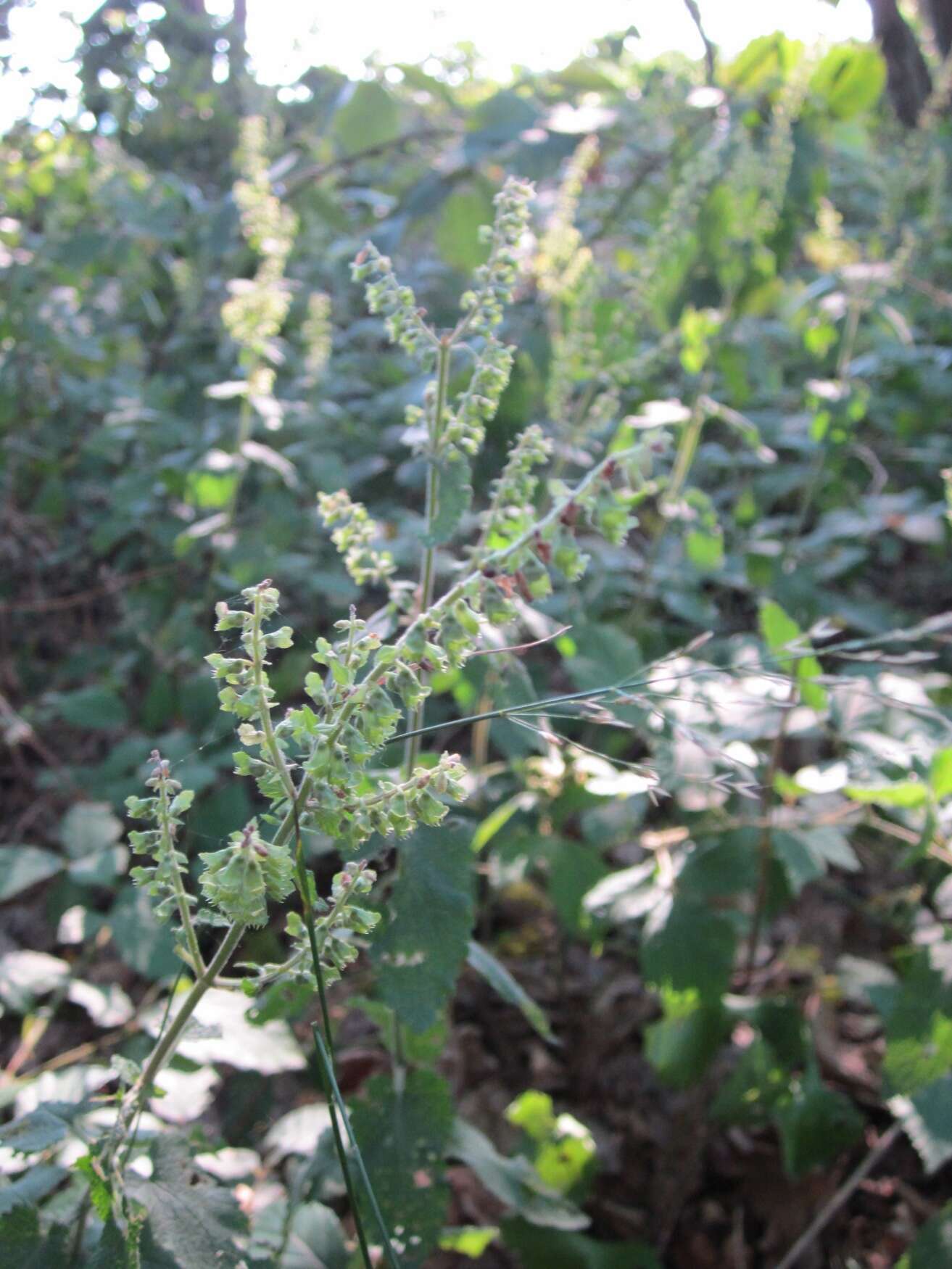 Слика од Teucrium scorodonia L.