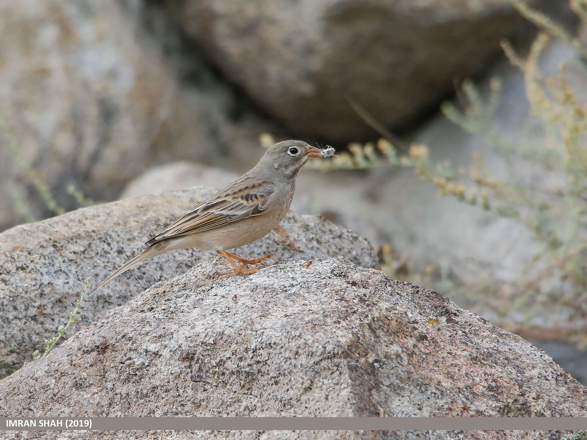 Image of Grey-necked Bunting