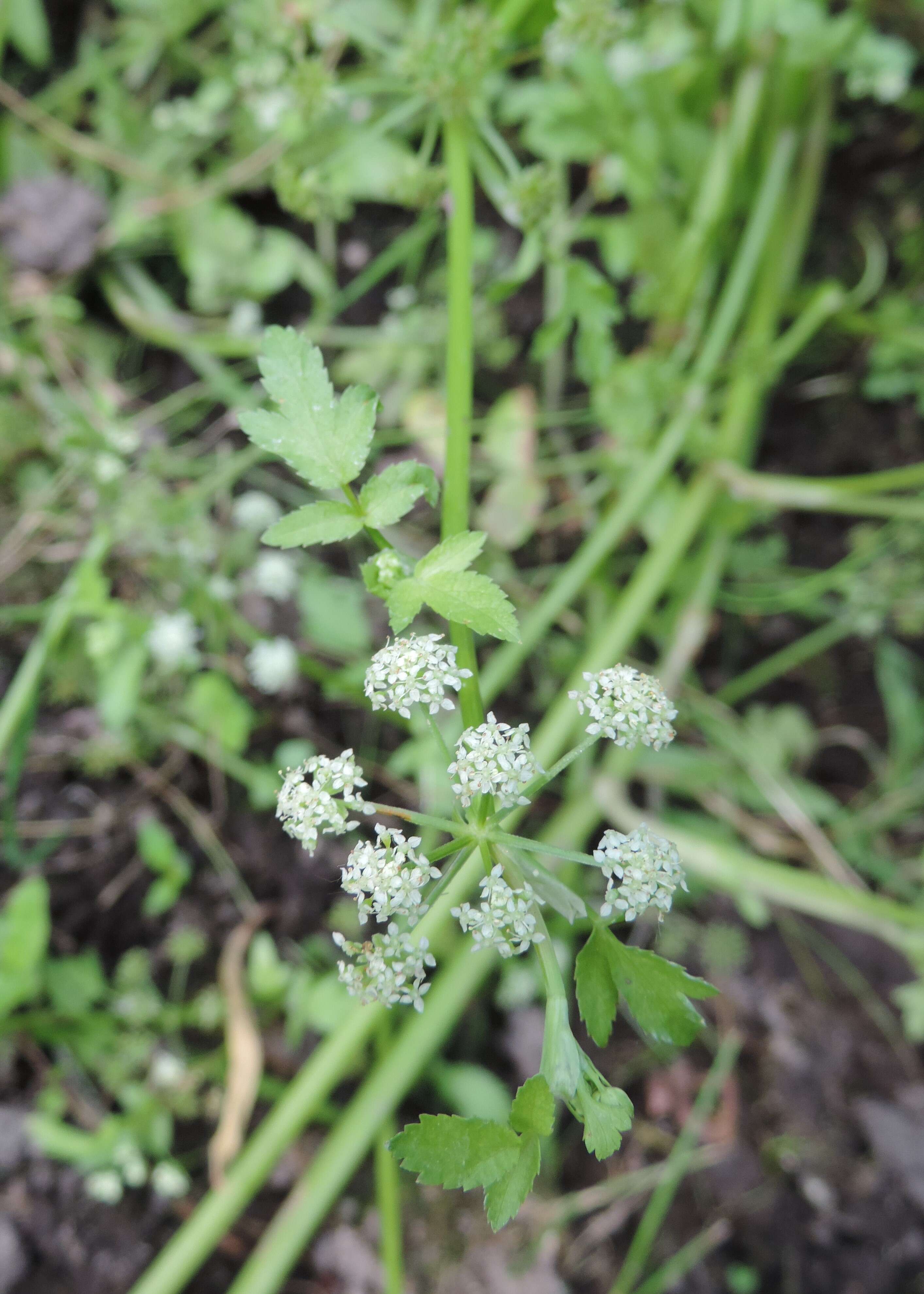 Image of Fool's-Watercress