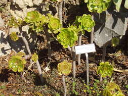 Image of Aeonium arboreum subsp. holochrysum (H. Y. Liu) Bañares