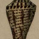 Image of Conus monilifer Broderip 1833