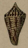 Image of Conus monilifer Broderip 1833