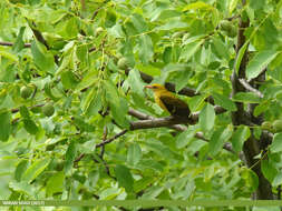 Image of Indian Golden Oriole