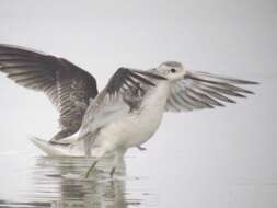 Image of Marsh Sandpiper