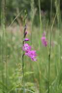 Imagem de Gladiolus imbricatus L.