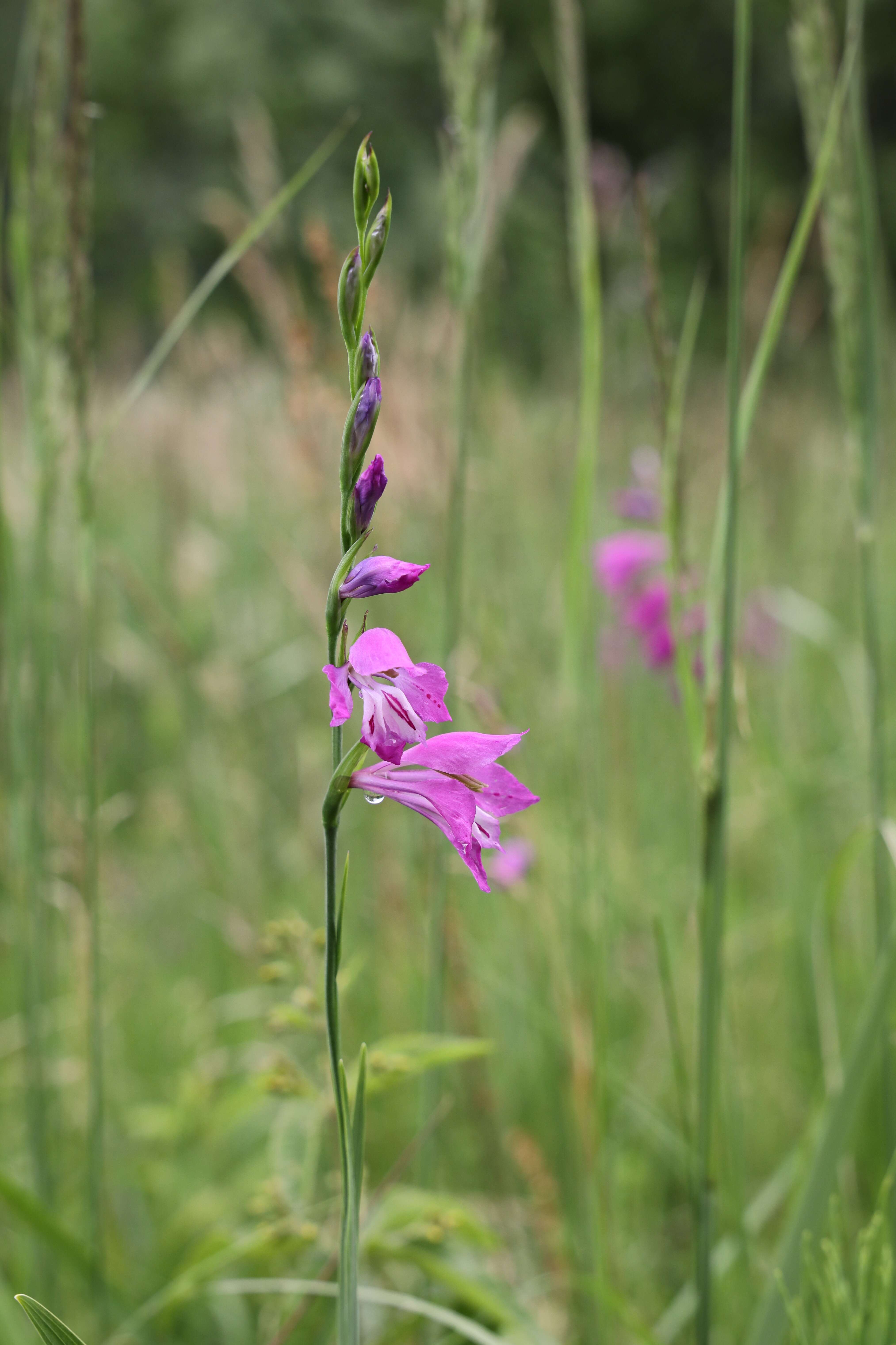 Imagem de Gladiolus imbricatus L.