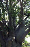 Image of African Baobab