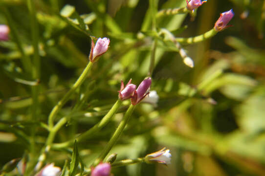 Image of purpleleaf willowherb