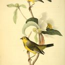 Image of Bachman's Warbler