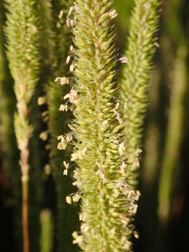 Image of Boehmer's cat's-tail